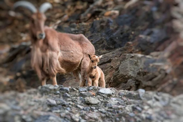 West caucasian tur goat — Stock Photo, Image