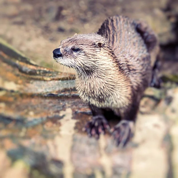 European Otter in nature. — Stock Photo, Image