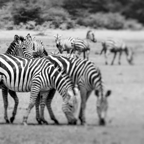 Zebra portrait on African savanna. Safari in Serengeti, Tanzania — Stock Photo, Image
