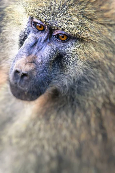 Babuíno - Parque Nacional Tarangire - Reserva de Vida Selvagem na Tanzânia , — Fotografia de Stock