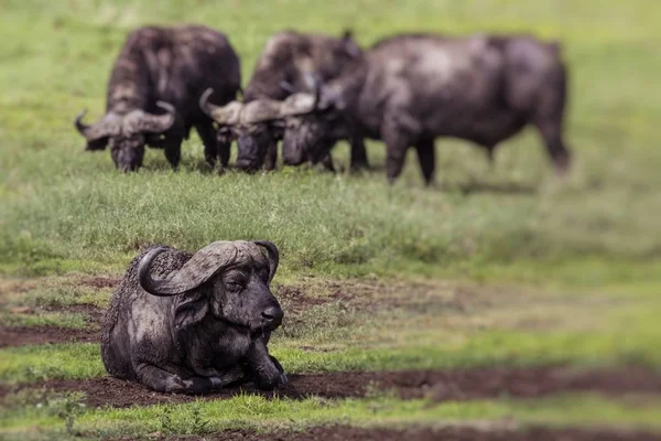 Africká buffalo (Syncerus caffer) na trávě. Fotografie byla ta — Stock fotografie