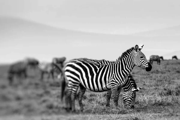 Zebra portrait on African savanna. Safari in Serengeti, Tanzania — Stock Photo, Image