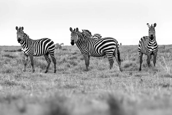 Zebra-Porträt auf der afrikanischen Savanne. Safari in der Serengeti, Tansania — Stockfoto