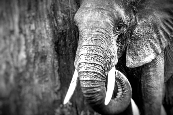 Elefante africano en el Parque Nacional del Tarangire, Tanzania — Foto de Stock