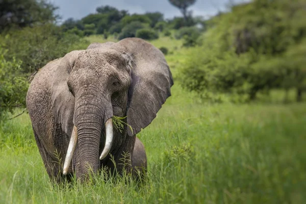 Büyük Afrika fili boğa Tarangire Milli Parkı'nda, Tanza — Stok fotoğraf