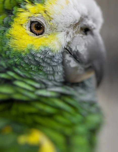 Zöld madár tollazata, a Harlequin papagáj toll, a természet textúra bac — Stock Fotó
