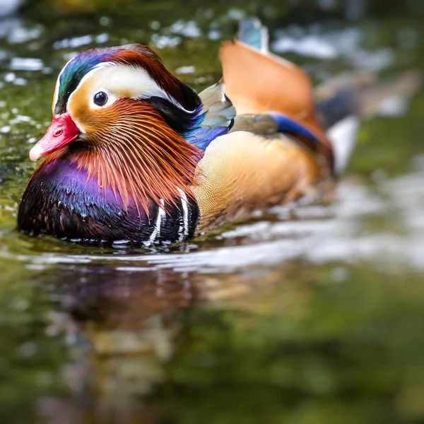 Όμορφο αρσενικό Mandarin Duck (Aix galericulata) — Φωτογραφία Αρχείου