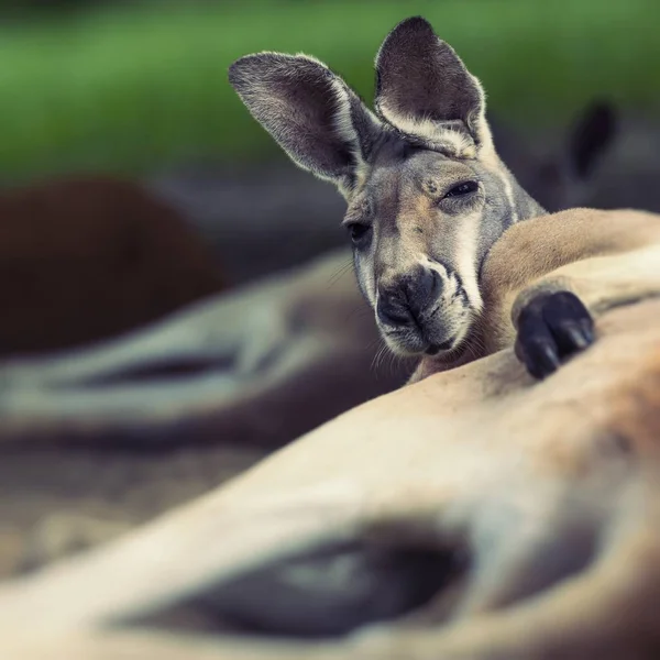 Gran canguro rojo descansando soleado en el interior australiano —  Fotos de Stock
