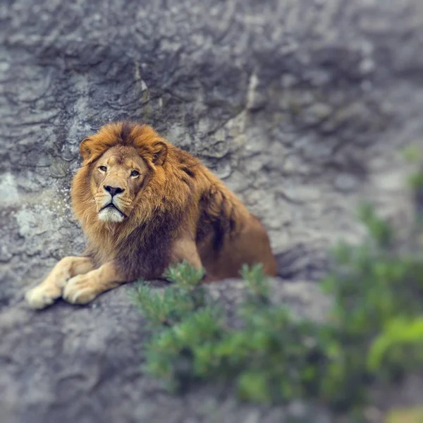 Portrait of huge beautiful male African lion. Selective focus. — Stock Photo, Image