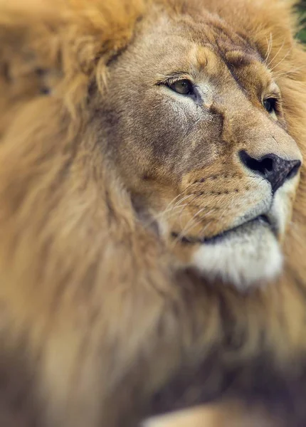 Portrait of huge beautiful male African lion. Selective focus. — Stock Photo, Image
