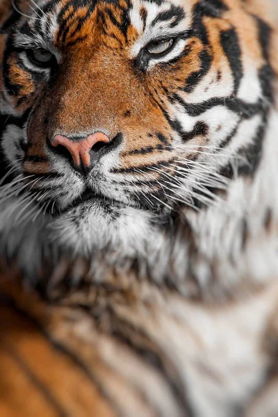 Close-up van een gezicht van de tijgers. Selectieve aandacht. — Stockfoto