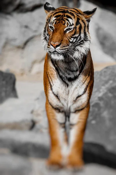 Primer plano de una cara de Tigres. Enfoque selectivo . —  Fotos de Stock