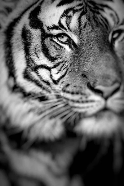 Close-up of a Tigers face.Selective focus. — Stock Photo, Image