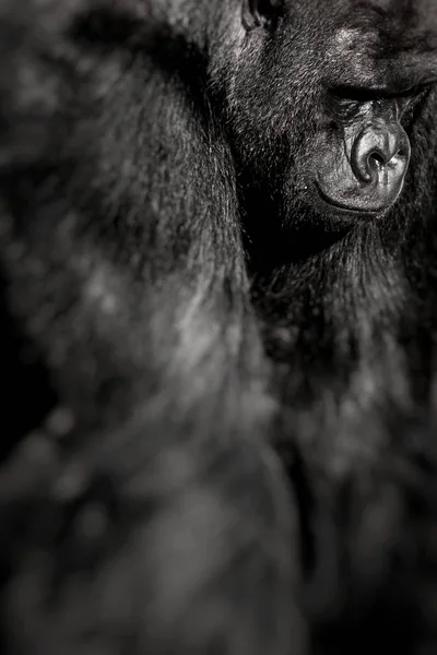 Gesichtsbild eines Gorilla-Männchens — Stockfoto