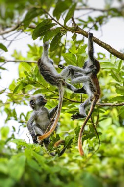 Zanzibar kırmızı colobus maymun (Procolobus kirkii), nesli tehlike altında olan Joza