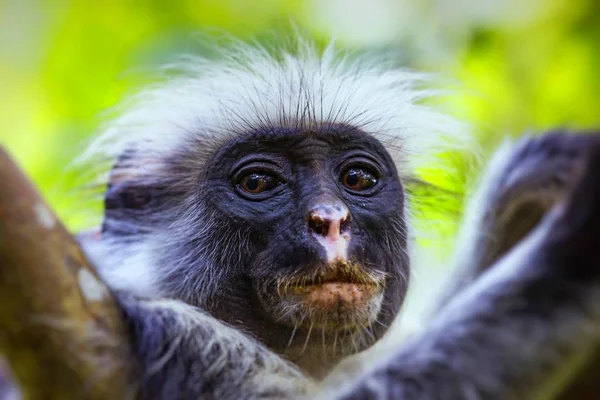 Endangered Zanzibar red colobus monkey (Procolobus kirkii), Joza — Stock Photo, Image