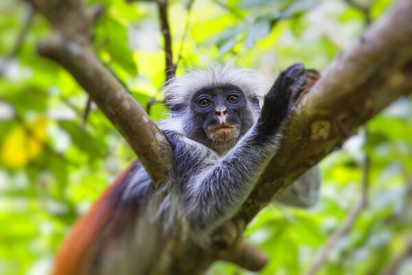 Endangered Zanzibar red colobus monkey (Procolobus kirkii), Jozani forest, Zanziba