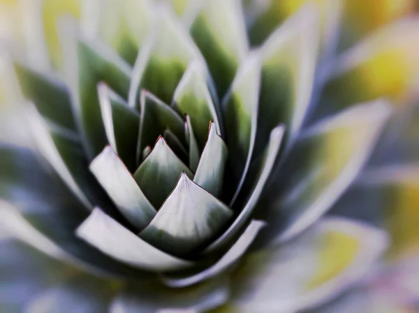 Aloe vera bitki, tropikal yeşil bitkiler sıcak hava hoş.. — Stok fotoğraf