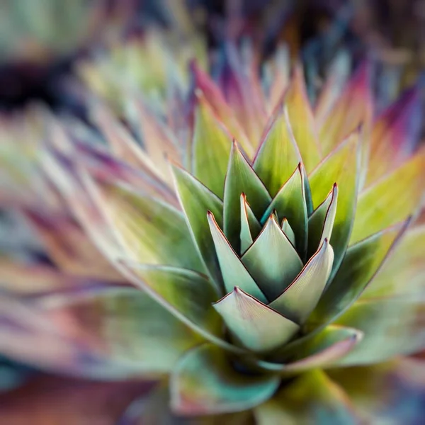Mount Roraima Venezuela endemik bitki — Stok fotoğraf