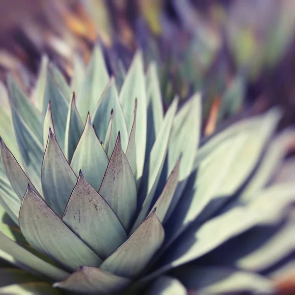 Aloe vera plants, tropical green plants tolerate hot weather. — Stock Photo, Image