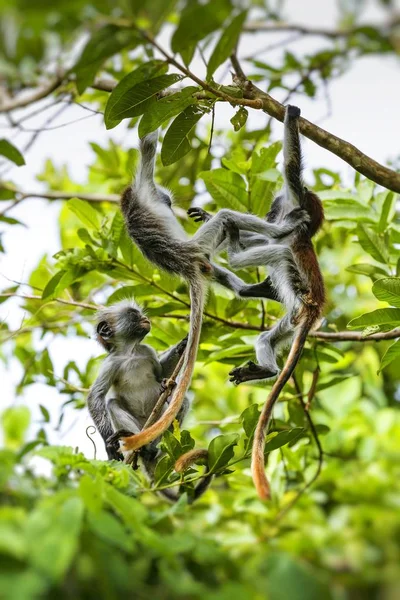 잔지바르 붉은 콜로 부스 원숭이 (Procolobus kirkii), 멸종 위기에 놓인 Joza — 스톡 사진