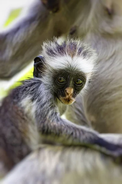 Endangered Zanzibar red colobus monkey (Procolobus kirkii), Joza — Stock Photo, Image