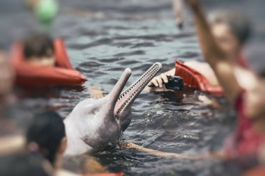 People feeding the famous Pink Dolphin (Boto Rosa) in Amazon, Br clipart