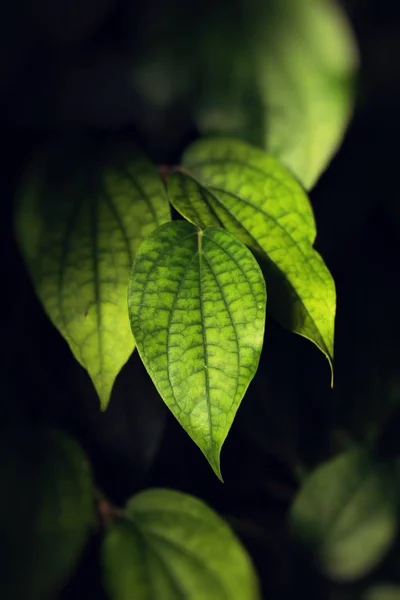 黒を背景に緑の葉 — ストック写真