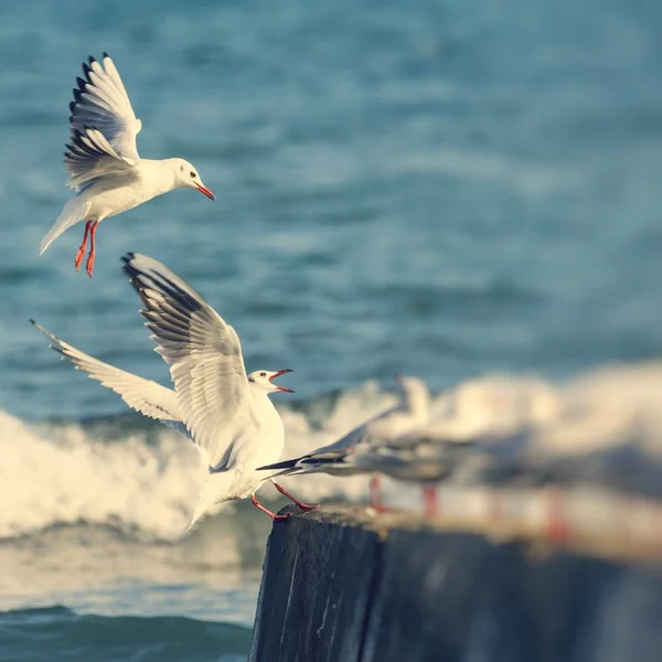 Grupo de Gaivotas — Fotografia de Stock