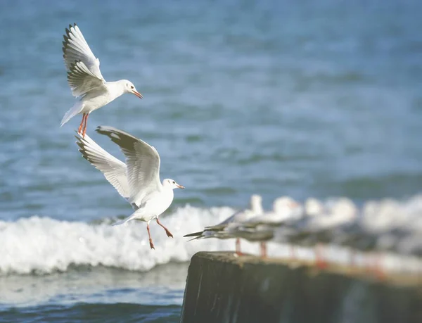 Grupo de Gaivotas — Fotografia de Stock