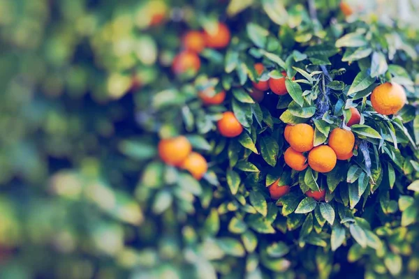 Branches with the fruits of the orange trees — Stock Photo, Image