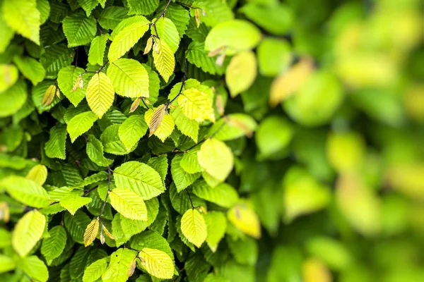 Grünes Blatt Hintergrund — Stockfoto