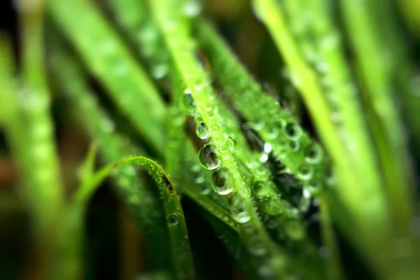 Färska gröna vete gräs med droppar dagg / makro bakgrund — Stockfoto