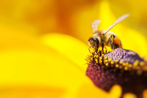 Photo en gros plan d'une abeille domestique occidentale cueillant nectar et sprea — Photo