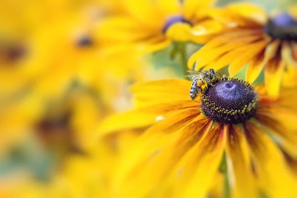 Foto de primer plano de una abeja de miel occidental recogiendo néctar y sprea —  Fotos de Stock