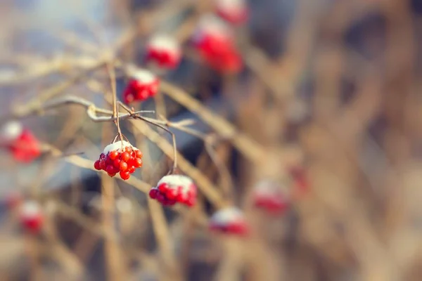 붉은 열매는 겨울에 눈으로 덮여 — 스톡 사진