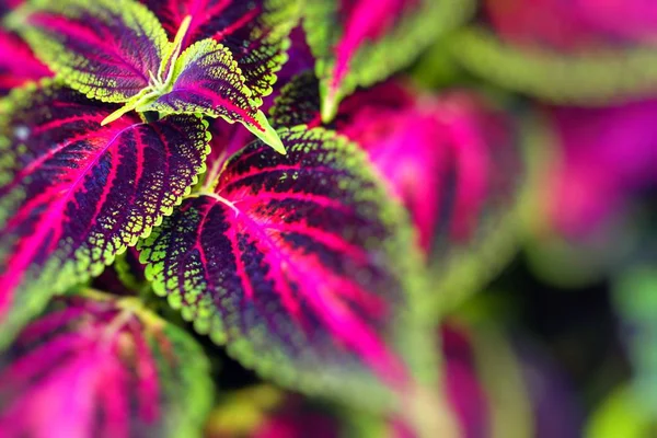 Close up of Coleus leaves (Painted nettle,Flame nettle ) — Stock Photo, Image