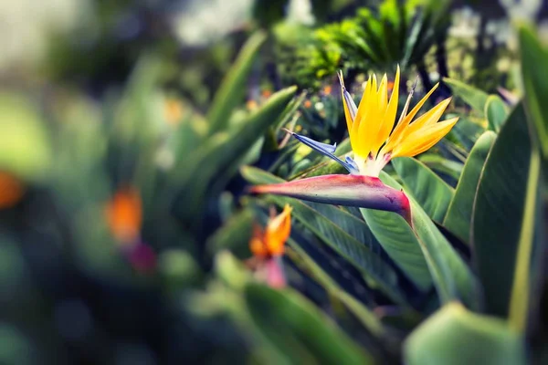 Strelitzia Reginae, un ave del paraíso —  Fotos de Stock