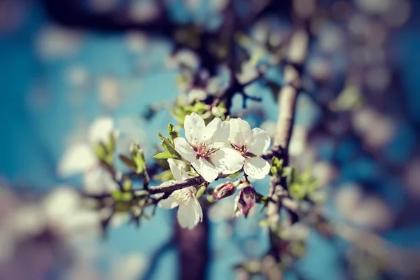 Flor de cerejeira na primavera . — Fotografia de Stock
