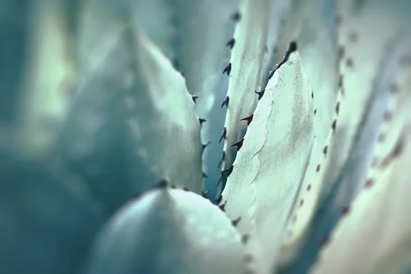Scharfe spitze Blätter der Agavenpflanze gebündelt. — Stockfoto