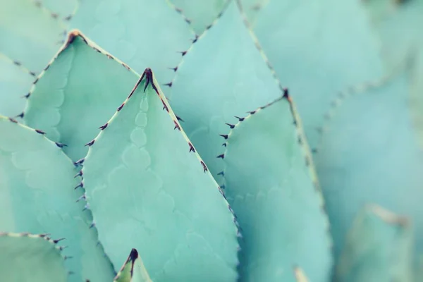 Vassa spetsiga agave växt blad klungade tillsammans. — Stockfoto