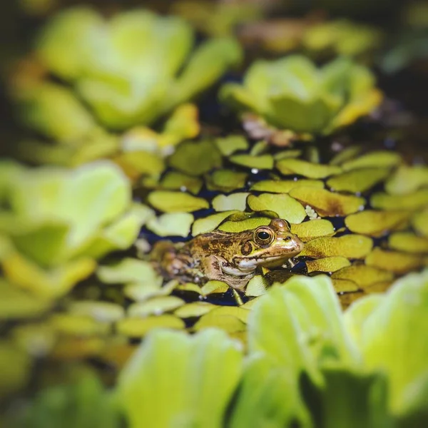 Sapo verde em uma zona húmida — Fotografia de Stock