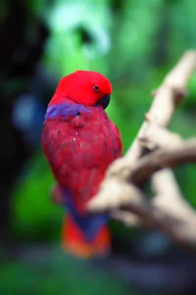 Papagaio vermelho sobre fundo natural . — Fotografia de Stock