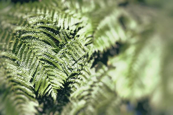 若い春シダ葉はぬれた森林の緑の背景に — ストック写真