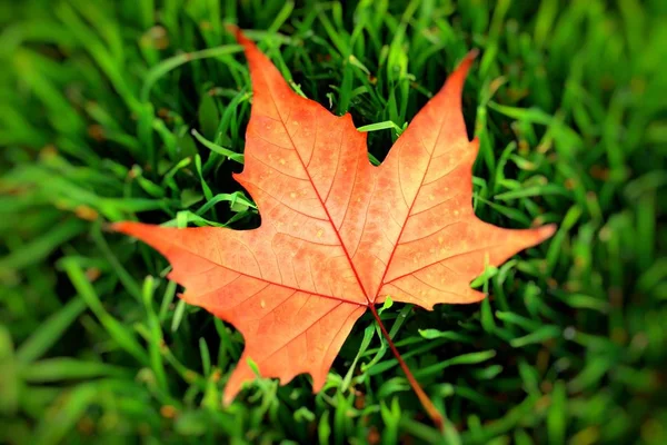 Autumn yellow leaf on a grass, very shallow focus. — Stock Photo, Image