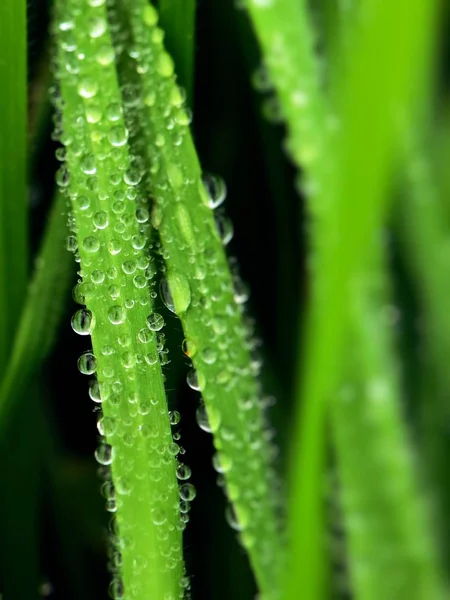 Närbild på gräs spikar med vattendroppar — Stockfoto