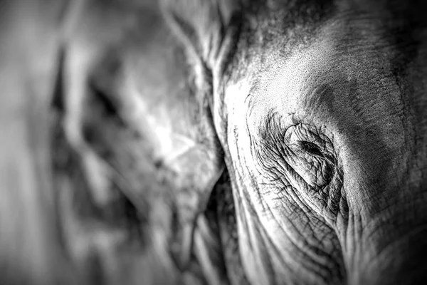 Elephant close up seeing skin texture and spots — Stock Photo, Image
