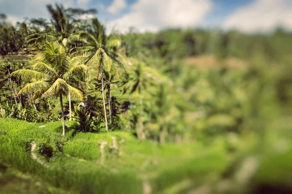 Campos de arroz verde en la isla de Bali, Jatiluwih cerca de Ubud, Indonesia —  Fotos de Stock