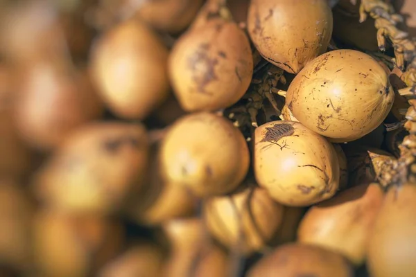 Aktuelle gelbe Kokosnüsse in sri lanka. — Stockfoto
