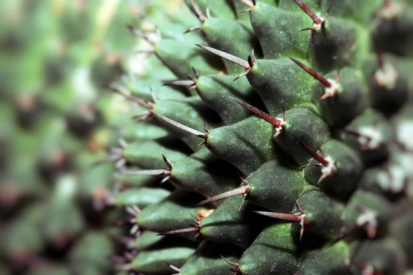 Close up of globe shaped cactus with long thorns — Stock Photo, Image